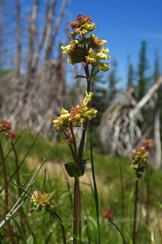 yellow penstemon (Penstemon confertus) [Tronsen Ridge Trail, Wenatchee National Forest, Washington]
