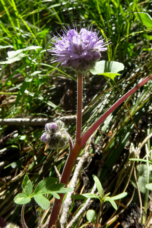 ball-head waterleaf (Hydrophyllum capitatum var. capitatum) [Tronsen Ridge Trail, Wenatchee National Forest, Chelan County, Washington]