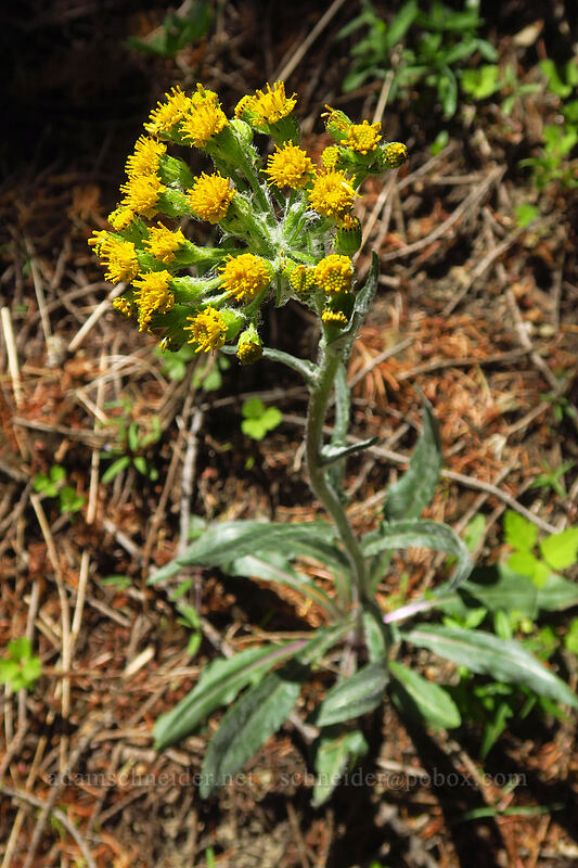 western groundsel (Senecio integerrimus) [Tronsen Ridge Trail, Wenatchee National Forest, Chelan County, Washington]