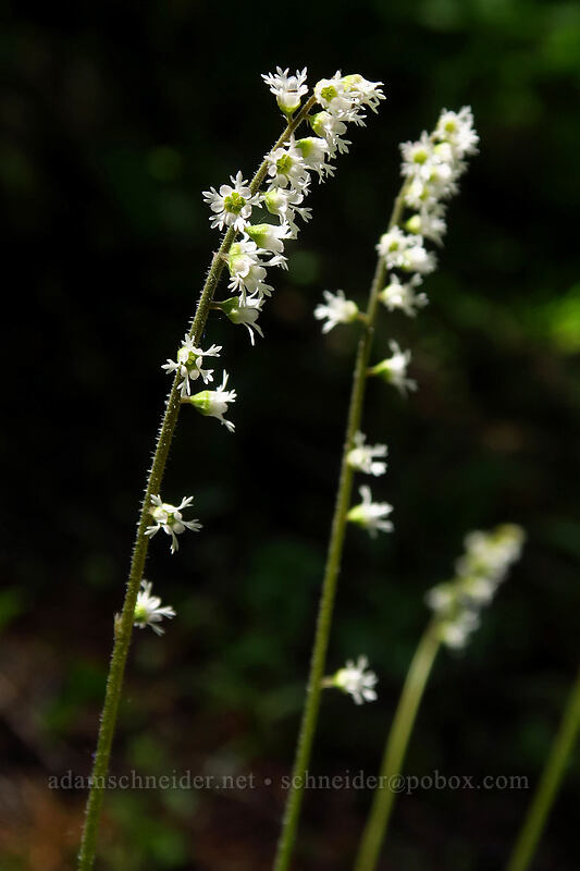 three-parted mitrewort (Ozomelis trifida (Mitella trifida)) [Tronsen Ridge Trail, Wenatchee National Forest, Chelan County, Washington]