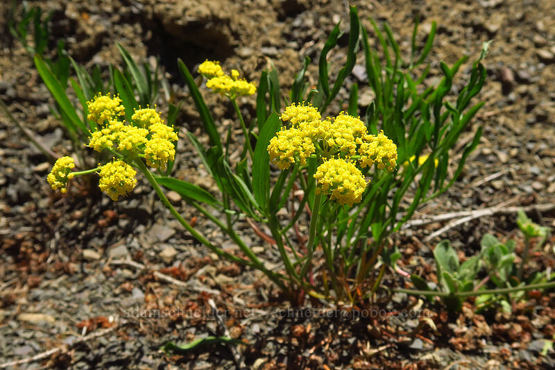 Brandegee's desert parsley (Lomatium brandegeei) [Tronsen Ridge Trail, Wenatchee National Forest, Chelan County, Washington]