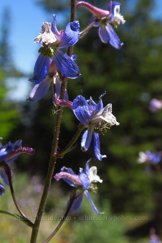 larkspur (Delphinium lineapetalum) [Tronsen Ridge Trail, Wenatchee National Forest, Chelan County, Washington]