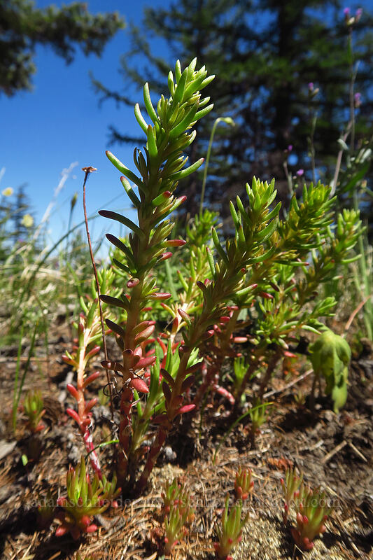 worm-leaf stonecrop (Sedum stenopetalum) [Tronsen Ridge Trail, Wenatchee National Forest, Chelan County, Washington]