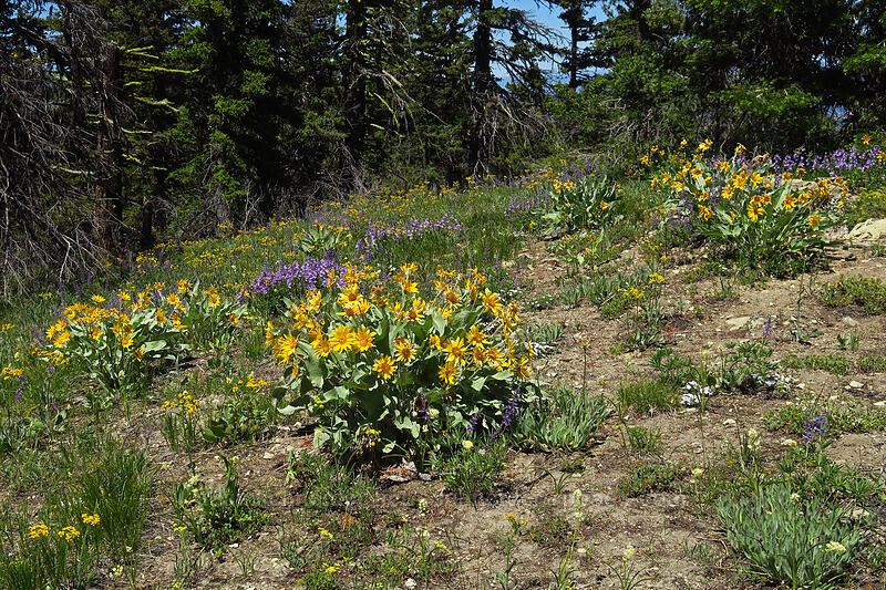 balsamroot, lupine, & penstemon (Balsamorhiza sagittata, Lupinus sp., Penstemon fruticosus) [Tronsen Ridge Trail, Wenatchee National Forest, Chelan County, Washington]