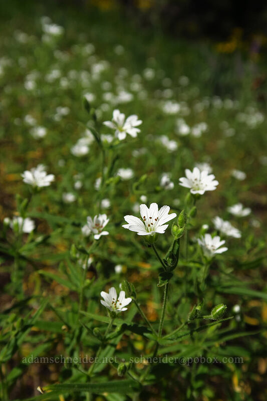 sticky starwort (Pseudostellaria jamesiana (Arenaria jamesiana)) [Tronsen Ridge Trail, Wenatchee National Forest, Chelan County, Washington]