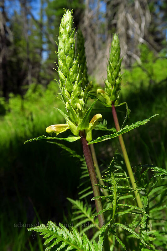 bracted lousewort (Pedicularis bracteosa) [Tronsen Ridge Trail, Wenatchee National Forest, Chelan County, Washington]