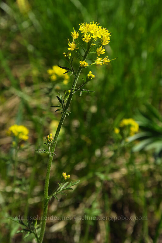 tansy-mustard (Descurainia longipedicellata (Descurainia incisa ssp. filipes)) [Tronsen Ridge Trail, Wenatchee National Forest, Chelan County, Washington]