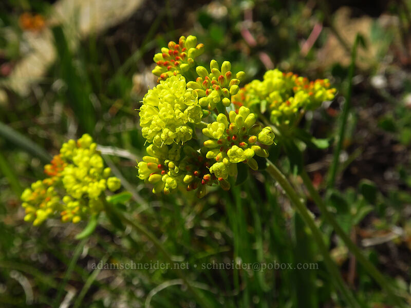 sulphur-flower buckwheat (Eriogonum umbellatum) [Tronsen Ridge Trail, Wenatchee National Forest, Chelan County, Washington]