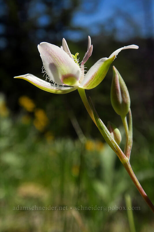 Lyall's mariposa lily, budding & blooming (Calochortus lyallii) [Tronsen Ridge Trail, Wenatchee National Forest, Chelan County, Washington]