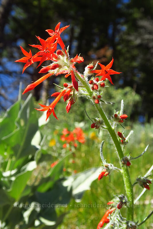 scarlet gilia (Ipomopsis aggregata) [Tronsen Ridge Trail, Wenatchee National Forest, Chelan County, Washington]