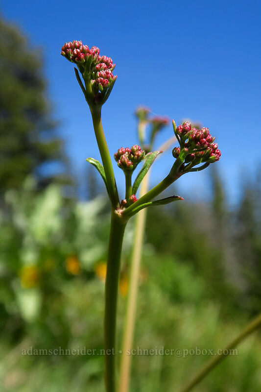 tall buckwheat (Eriogonum elatum) [Tronsen Ridge Trail, Wenatchee National Forest, Chelan County, Washington]