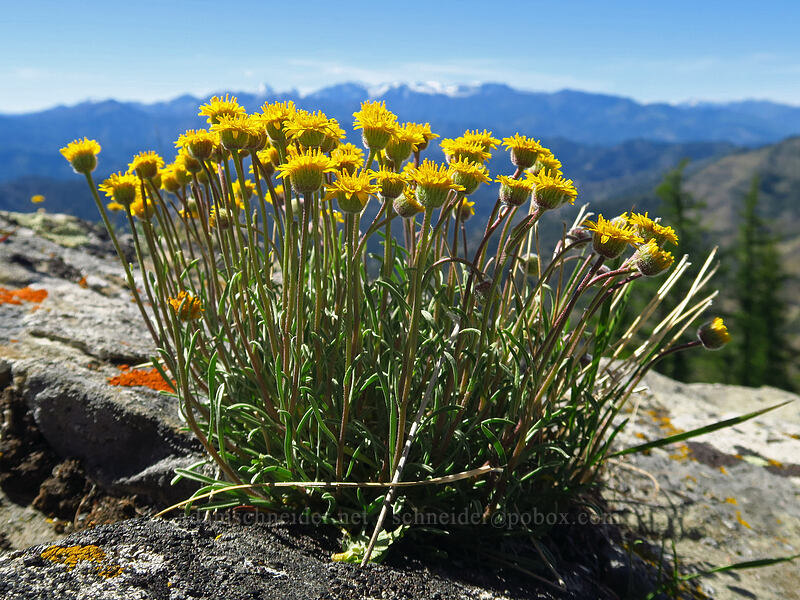 desert yellow daisies/fleabane (Erigeron linearis) [Tronsen Ridge Trail, Wenatchee National Forest, Chelan County, Washington]