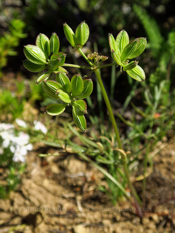 desert parsley seeds (Lomatium sp.) [Tronsen Ridge Trail, Wenatchee National Forest, Chelan County, Washington]