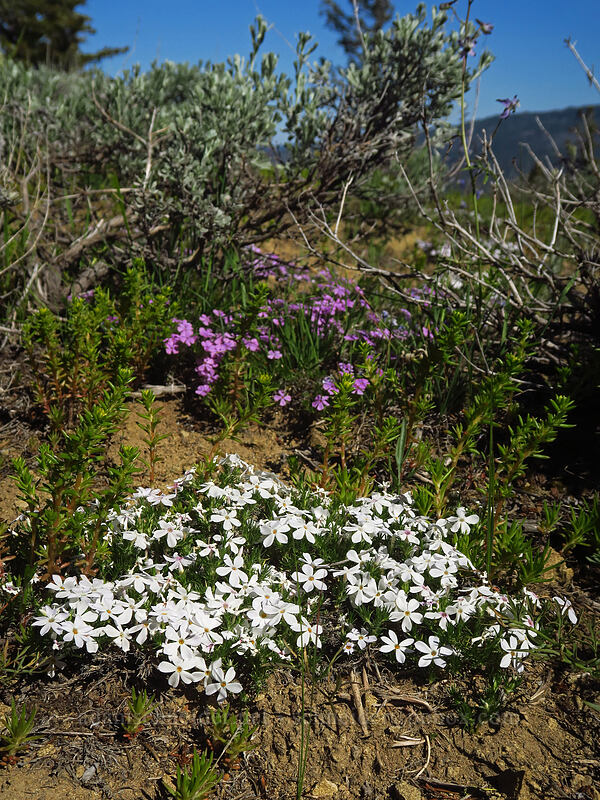 spreading phlox (Phlox diffusa) [Tronsen Ridge Trail, Wenatchee National Forest, Chelan County, Washington]