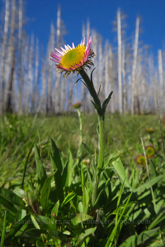subalpine fleabane (Erigeron glacialis var. glacialis) [Upper Naneum Trail, Wenatchee National Forest, Kittitas County, Washington]