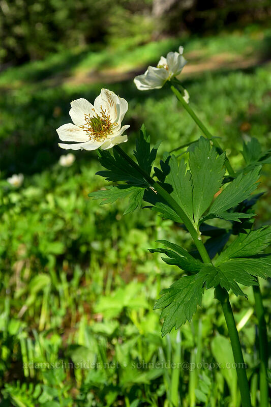 white globe-flower (Trollius albiflorus (Trollius laxus ssp. albiflorus)) [Upper Naneum Meadow, Wenatchee National Forest, Kittitas County, Washington]