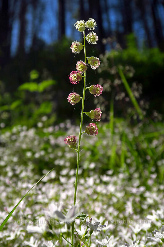 fringe-cups & candyflower (Tellima grandiflora, Claytonia sibirica (Montia sibirica)) [Larch Mountain Trail, Mt. Hood National Forest, Multnomah County, Oregon]