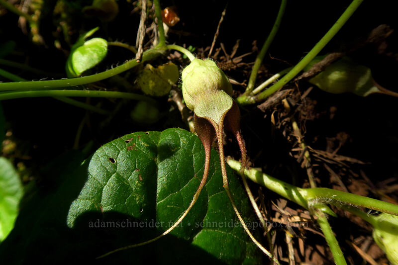 wild ginger flower (Asarum caudatum) [Multnomah Falls Trail, Mt. Hood National Forest, Multnomah County, Oregon]