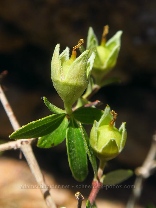 little-leaf mock orange, going to seed (Philadelphus microphyllus) [Gunnison Point, Black Canyon of the Gunnison National Park, Montrose County, Colorado]