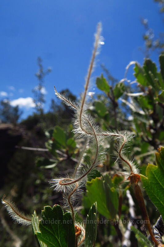 alder-leaf mountain mahogany seeds (Cercocarpus montanus) [Gunnison Point, Black Canyon of the Gunnison National Park, Montrose County, Colorado]