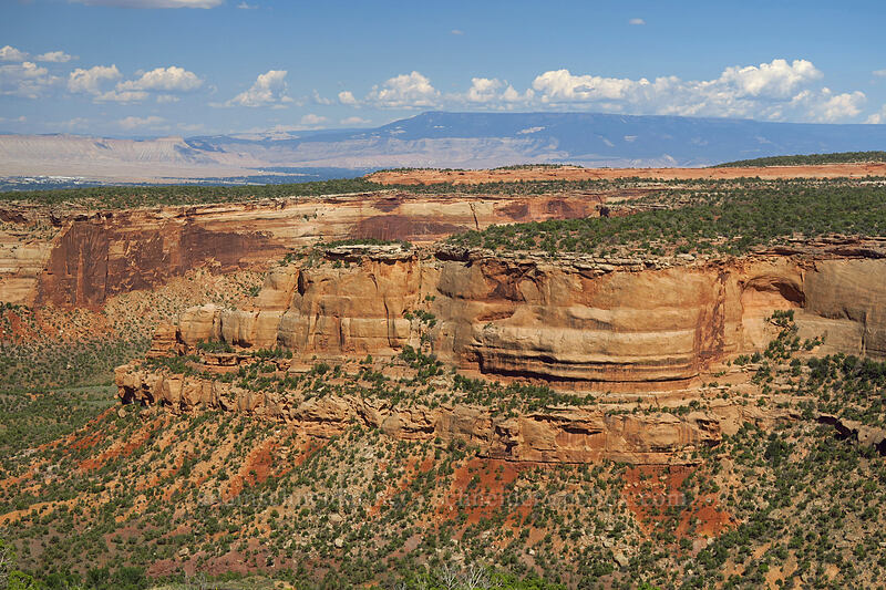 red rock & Grand Mesa [Artist's Point, Colorado National Monument, Mesa County, Colorado]