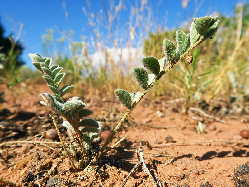 woolly milk-vetch leaves (Astragalus mollissimus) [Visitor Center, Colorado National Monument, Mesa County, Colorado]