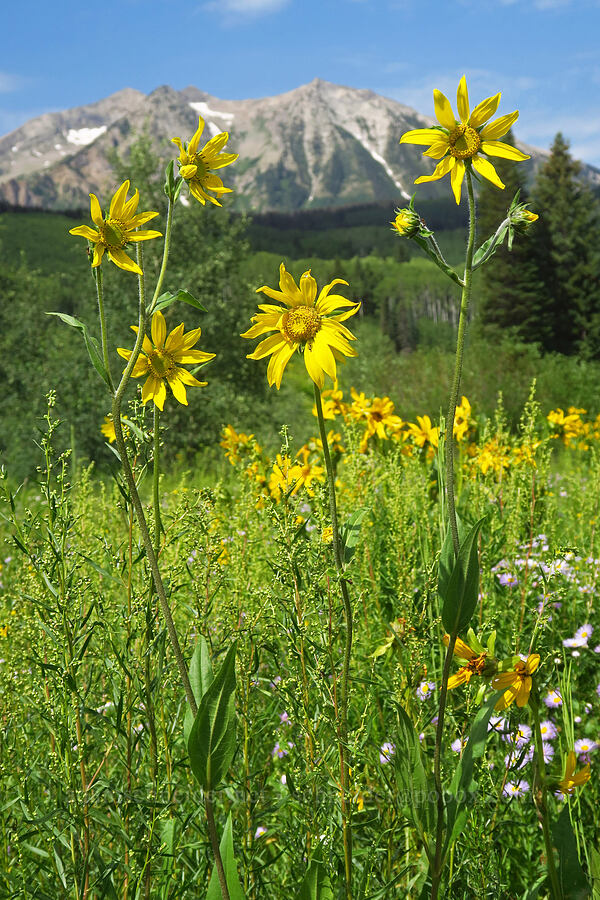 Aspen sunflower (Helianthella quinquenervis) [Kebler Pass Road, Gunnison National Forest, Gunnison County, Colorado]