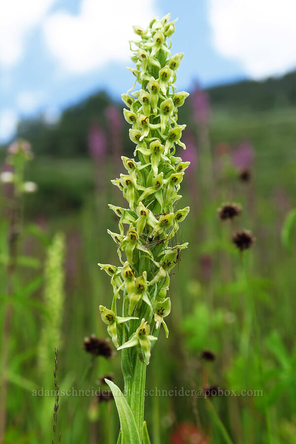 northern green bog orchid (Platanthera huronensis (Platanthera hyperborea var. huronensis)) [Kebler Pass Road, Gunnison County, Colorado]