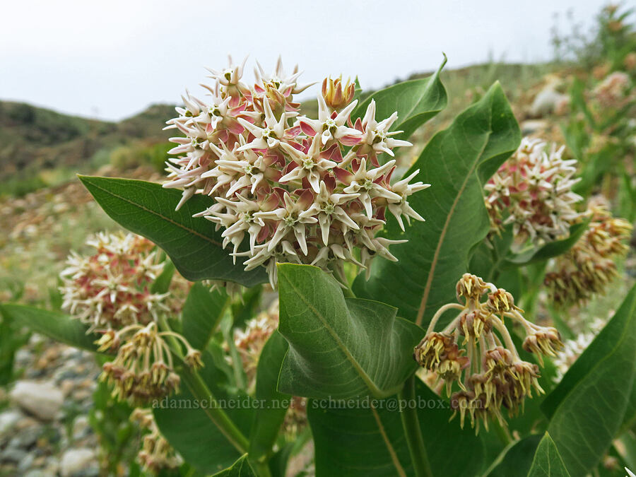 showy milkweed (Asclepias speciosa) [Highway 135, Almont, Gunnison County, Colorado]