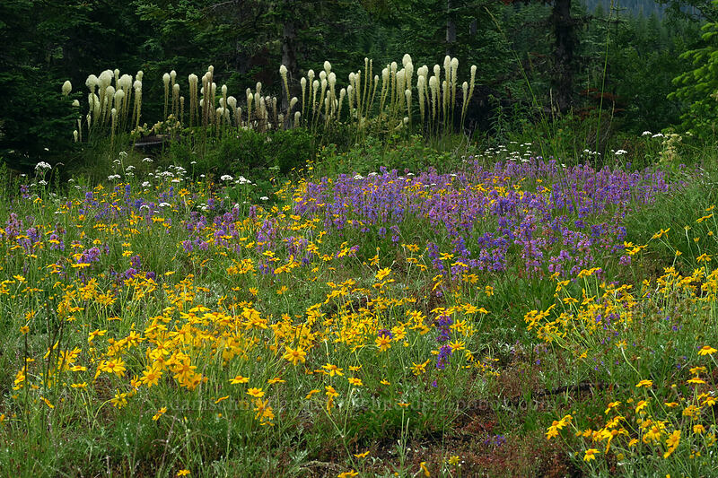 Oregon sunshine, penstemon, & beargrass (Eriophyllum lanatum, Penstemon procerus, Xerophyllum tenax) [Forest Road 1168, Willamette National Forest, Linn County, Oregon]