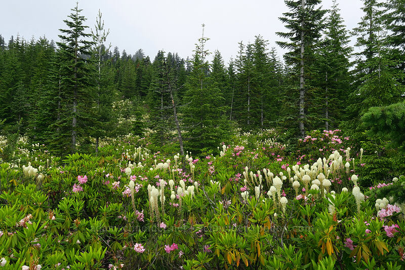 beargrass & rhododendrons (Xerophyllum tenax, Rhododendron macrophyllum) [Forest Road 1168, Willamette National Forest, Linn County, Oregon]