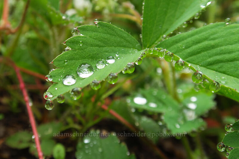 dew on wild strawberry leaves (Fragaria virginiana) [Coffin Mountain Lookout Trail, Willamette National Forest, Linn County, Oregon]