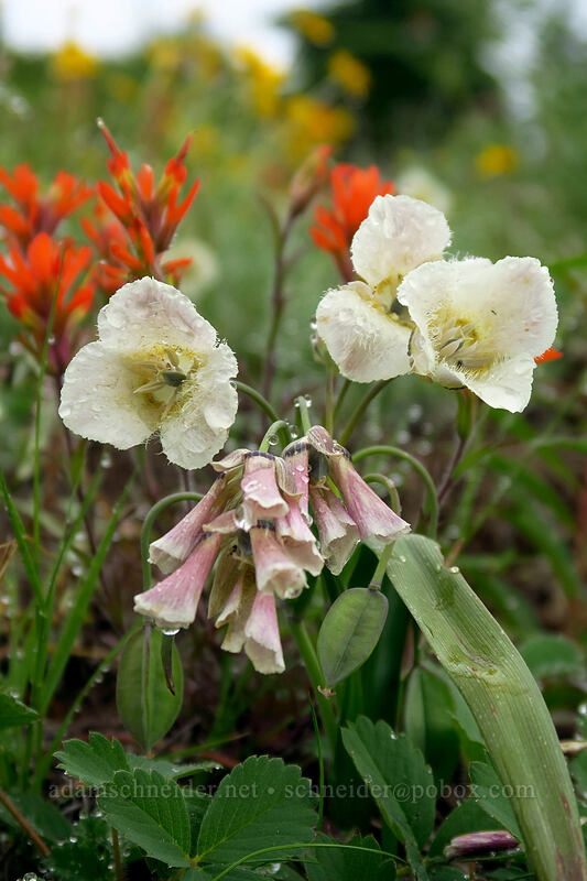 subalpine mariposa lilies (Calochortus subalpinus) [Coffin Mountain Lookout Trail, Willamette National Forest, Linn County, Oregon]