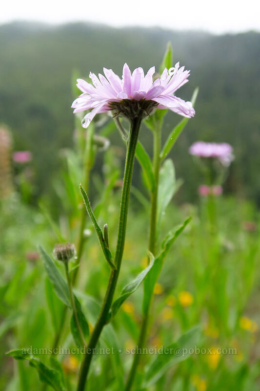 Alice Eastwood's fleabane (Erigeron aliceae) [Coffin Mountain Lookout Trail, Willamette National Forest, Linn County, Oregon]