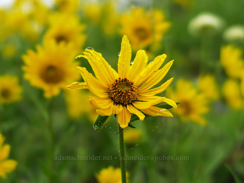 false sunflowers (Helianthella uniflora) [Coffin Mountain Lookout Trail, Willamette National Forest, Linn County, Oregon]