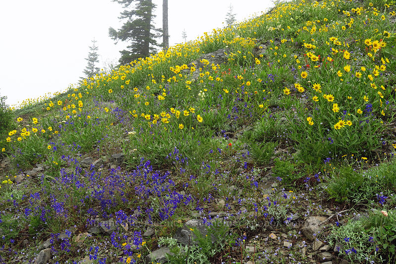 wildflowers (Helianthella uniflora, Delphinium menziesii, Castilleja miniata, Eriogonum compositum) [Coffin Mountain Lookout Trail, Willamette National Forest, Linn County, Oregon]