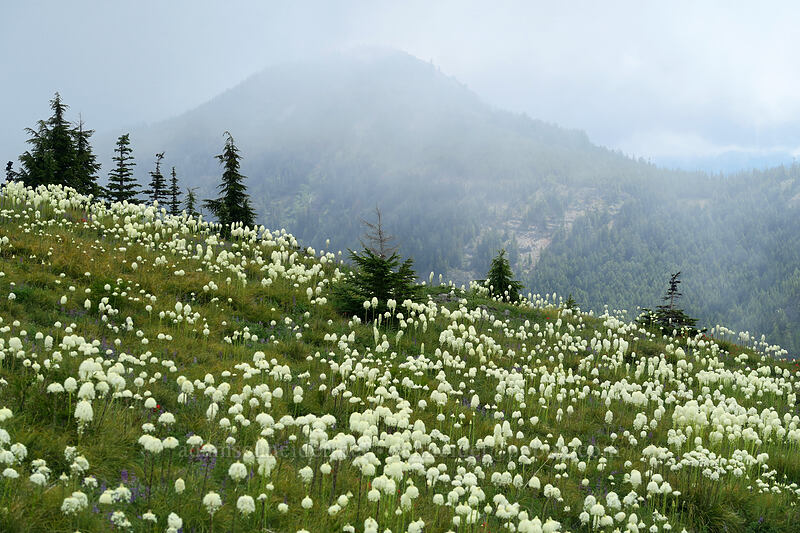 beargrass & Bachelor Mountain (Xerophyllum tenax) [Coffin Mountain Lookout Trail, Willamette National Forest, Linn County, Oregon]