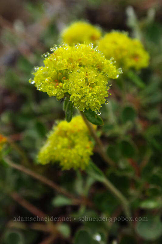 sulphur-flower buckwheat (Eriogonum umbellatum) [Coffin Mountain Lookout, Willamette National Forest, Linn County, Oregon]