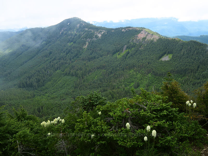 Bachelor Mountain [Coffin Mountain summit, Willamette National Forest, Linn County, Oregon]