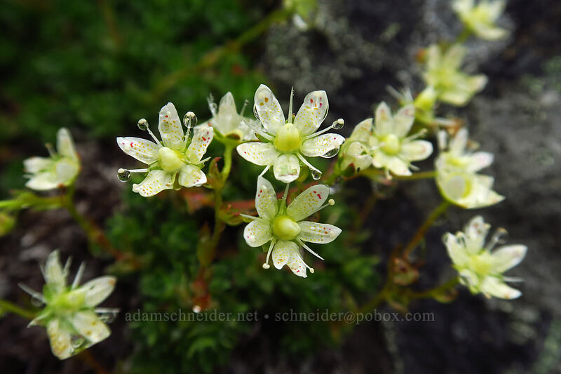 spotted saxifrage (Saxifraga bronchialis ssp. vespertina (Saxifraga vespertina)) [Coffin Mountain summit, Willamette National Forest, Linn County, Oregon]