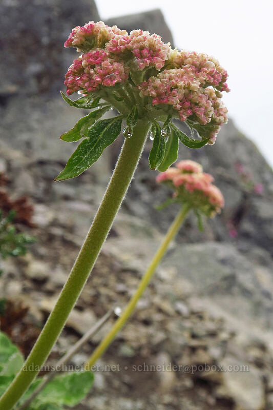 heart-leaf buckwheat (Eriogonum compositum) [Coffin Mountain summit, Willamette National Forest, Linn County, Oregon]