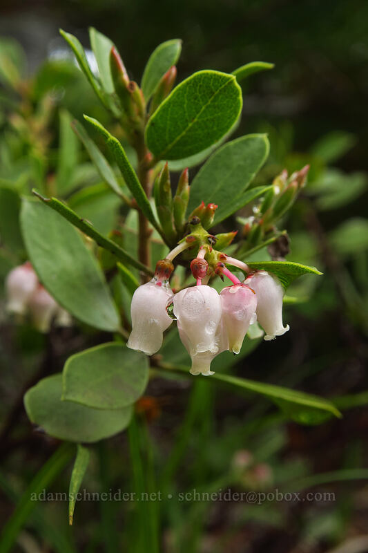 pine-mat manzanita flowers (Arctostaphylos nevadensis) [Coffin Mountain summit, Willamette National Forest, Oregon]