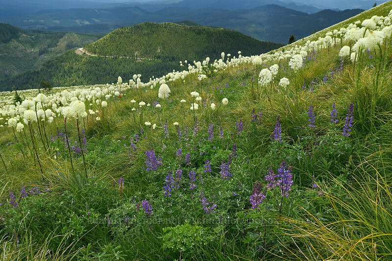 lupines & beargrass (Lupinus sp.) [Coffin Mountain Lookout Trail, Willamette National Forest, Linn County, Oregon]
