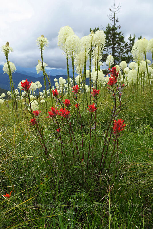 paintbrush & beargrass (Castilleja miniata, Xerophyllum tenax) [Coffin Mountain Lookout Trail, Willamette National Forest, Linn County, Oregon]