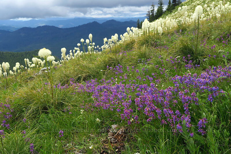penstemon & beargrass (Penstemon procerus, Xerophyllum tenax) [Coffin Mountain Lookout Trail, Willamette National Forest, Linn County, Oregon]