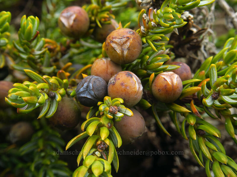 juniper berries (Juniperus communis) [Coffin Mountain Lookout Trail, Willamette National Forest, Linn County, Oregon]