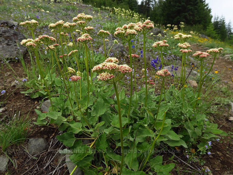 heart-leaf buckwheat (Eriogonum compositum) [Coffin Mountain Lookout Trail, Willamette National Forest, Linn County, Oregon]