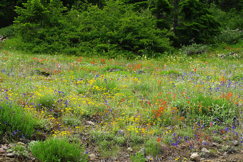 wildflowers (Eriophyllum lanatum, Castilleja miniata, Delphinium menziesii, Gilia capitata) [Forest Road 1168, Willamette National Forest, Linn County, Oregon]