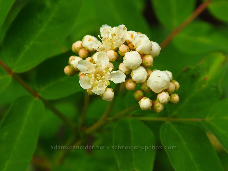 Sitka mountain-ash flowers (Sorbus sitchensis) [Bachelor Mountain Trail, Willamette National Forest, Linn County, Oregon]