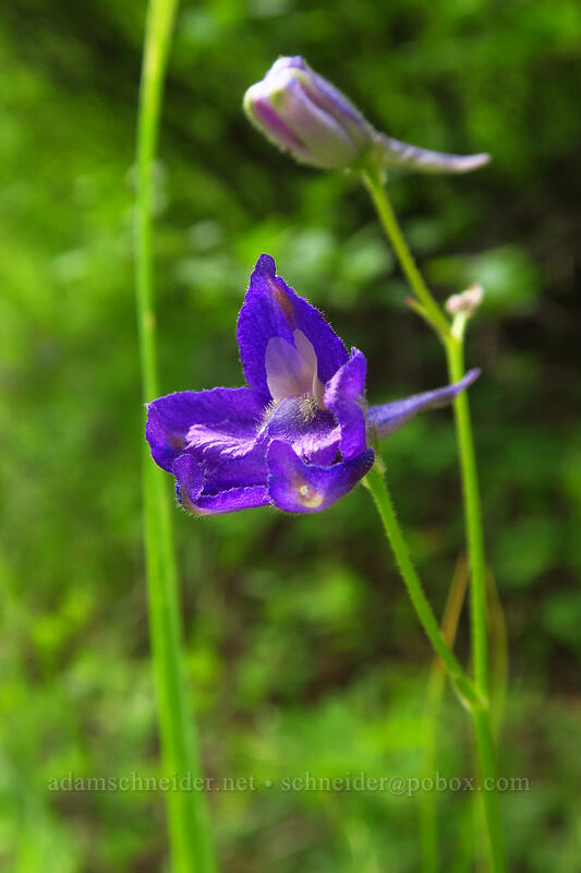 Menzies' larkspur (Delphinium menziesii) [Bachelor Mountain Trail, Willamette National Forest, Linn County, Oregon]